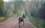 A young moose took advantage of the lack of traffic on the Gunflint Trail.