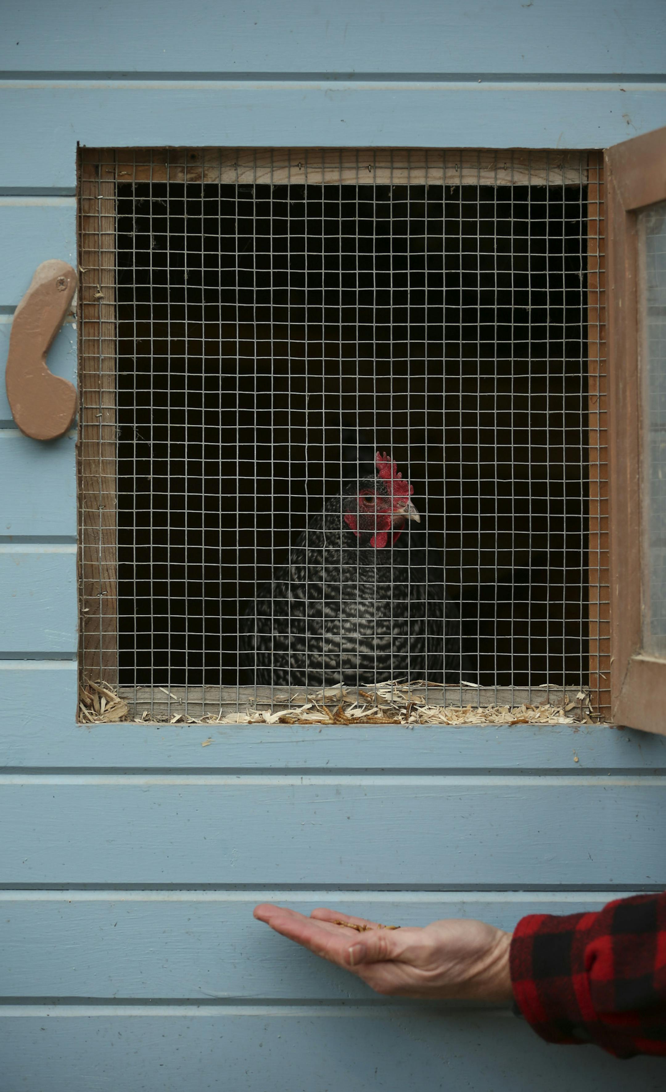 Laura, a barred rock hen, was enticed to the window of her coop with meal worms held by Michael McNally, who built the coop for the three hens he keeps in his south Minneapolis backyard.