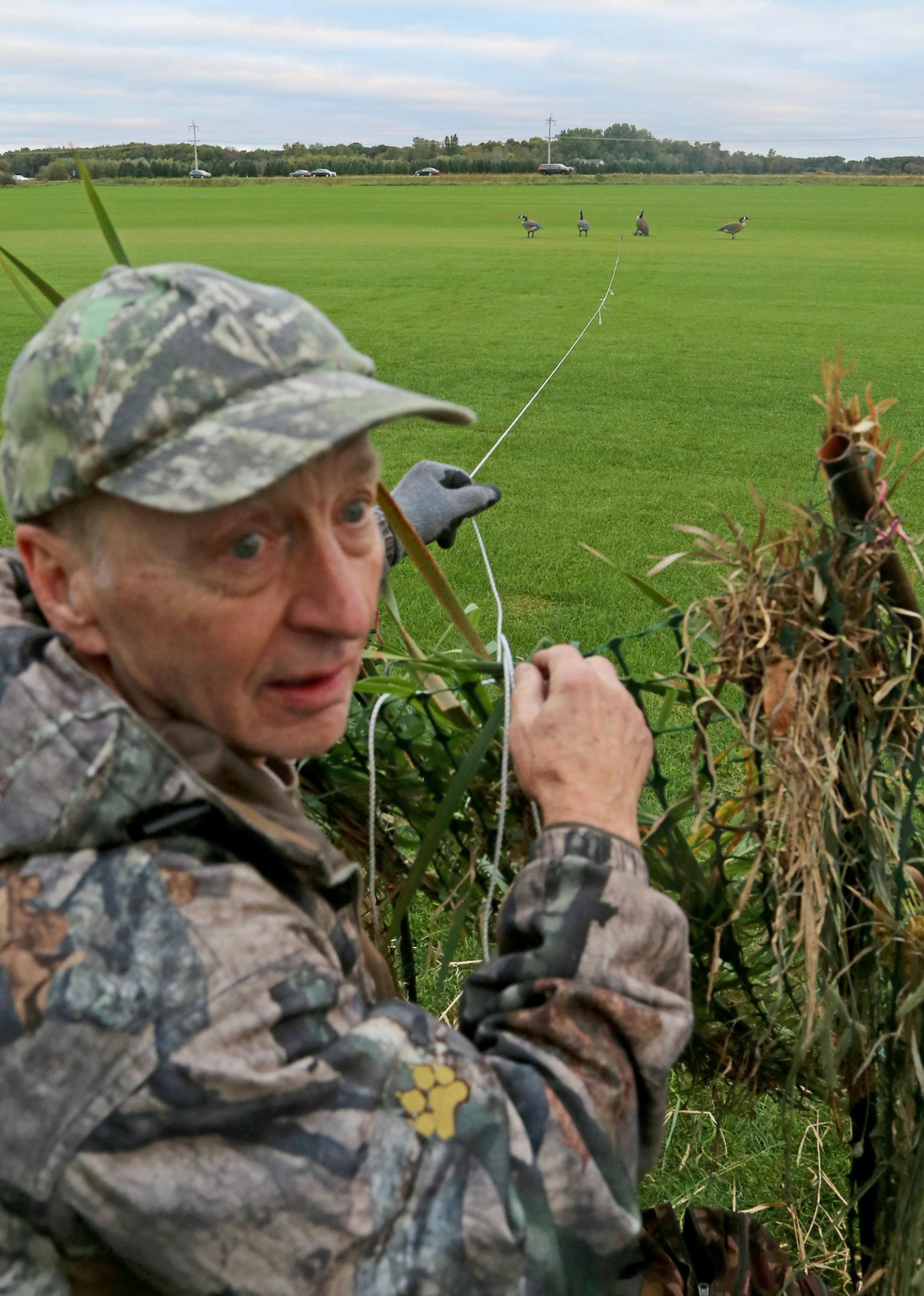 Seeing a large flock of geese approach, Wendell Diller pulls on a rope attached to his decoys. As he does, the decoys collapse into a pile. After disassembling his decoy spread, Diller will walk in the field, immitating a farmer, he said, or other non-threatening person, similar to the people geese see every day. "This keeps an area's limited number of geese in the area,'' he said. "They're smart. They quickly learn what decoys are, and instinctively shy away from them.''