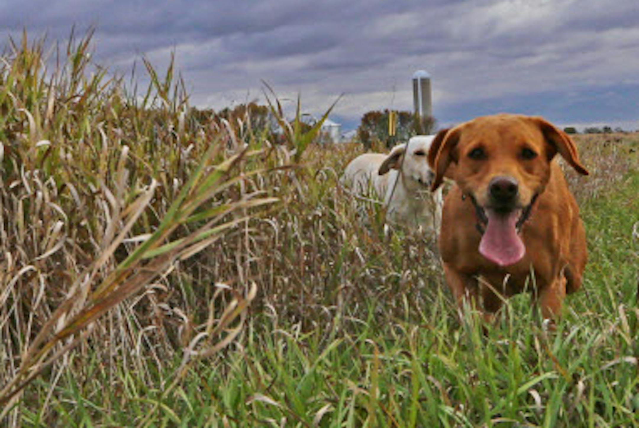 Labradors Allie, foreground, and Mick scour a wildlife management area (WMA) in southwest Minnesota for pheasants. The DNR has floated a proposal to require lead shot to be used by all hunters on southern and western Minnesota WMAs. ORG XMIT: MIN1310121238164997