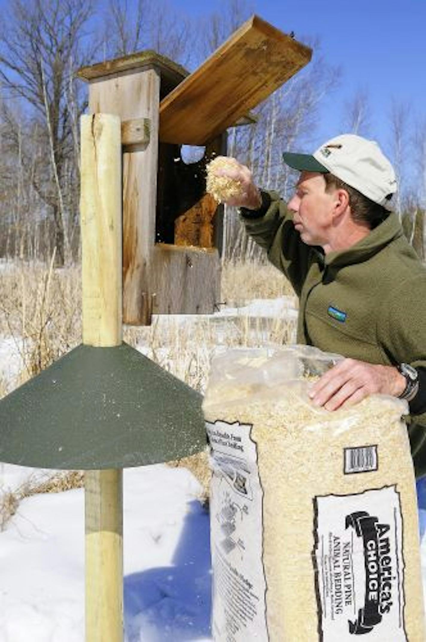 This wood duck box has been bolted to a landscape timber and protected from predators by a metal cone. Marchel is adding wood shavings to nesting box.