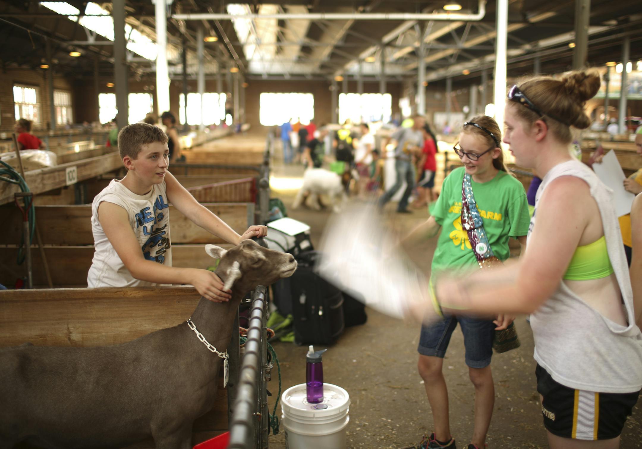 Sarah Mandenfeld,15, of Faribault fanned her brother's Toggenburg dairy goat, Weetie, with a friend Beth Ann Hanson, 13, of Morristown while she waited with her family to move out of the steamy goat barn Sunday, Aug. 25, at the Minnesota State Fair. Parker Aase, 13, of Owatonna was standing with Weetie.