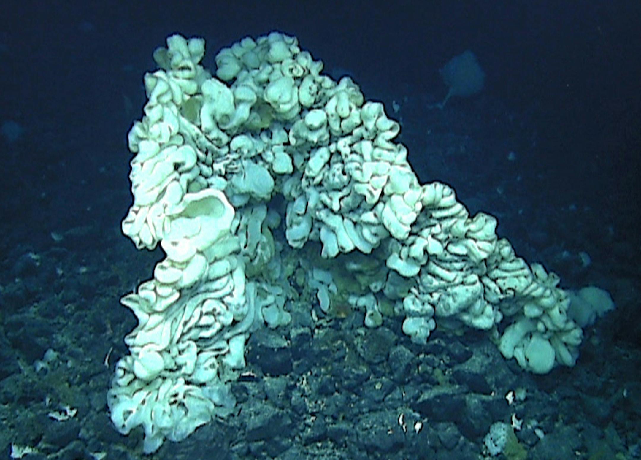 This Aug. 12, 2015 photo provided by NOAA’s Office of Exploration and Research/Hohonu Moana 2015 shows a massive sponge photographed at a depth of about 7,000 feet in the Papahanaumokuakea Marine National Monument off the shores of the Northwestern Hawaiian Islands. A team of scientists on a deep-sea expedition discovered the sponge, which they say is the world’s largest ever documented.A study published this week in the scientific journal Marine Biodiversity described the massive
