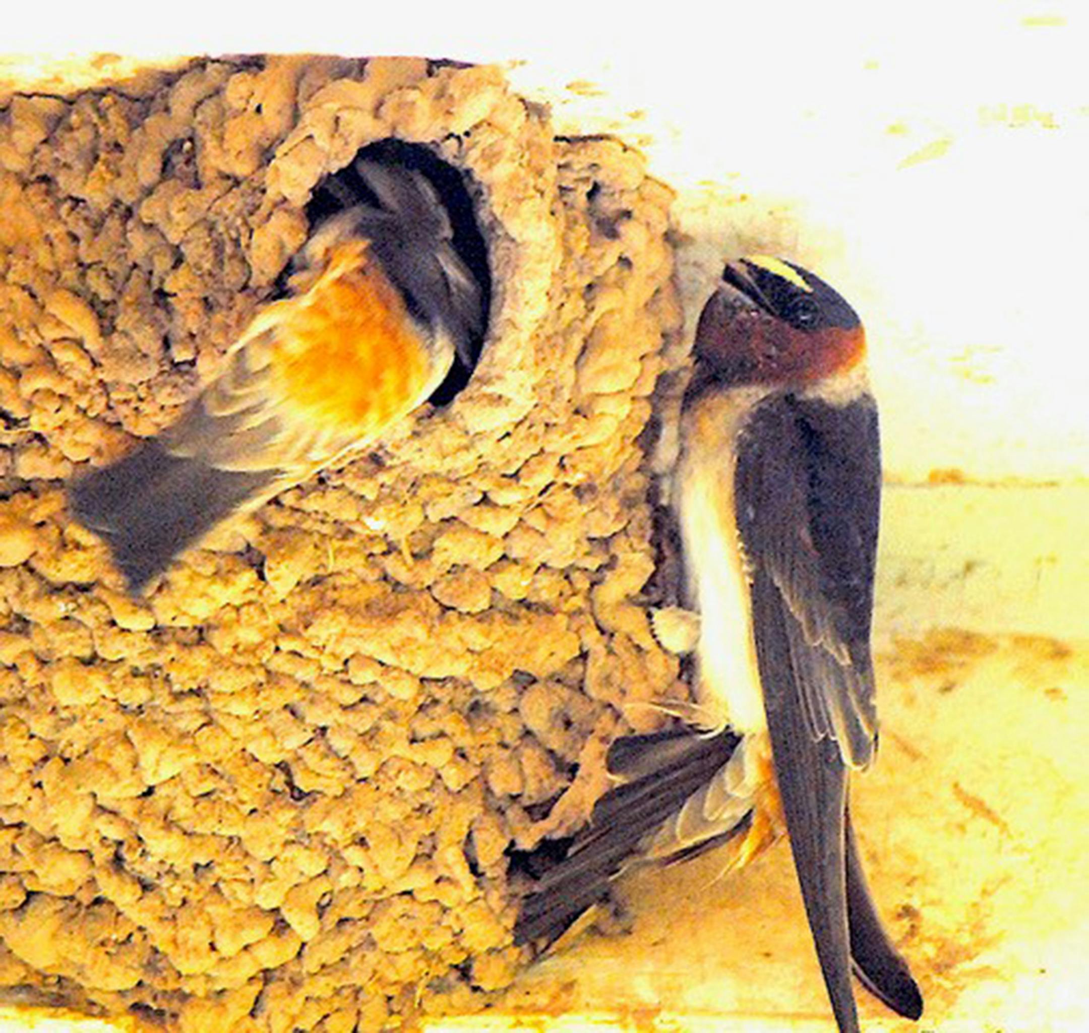 Two cliff swallows near a nest of mud.