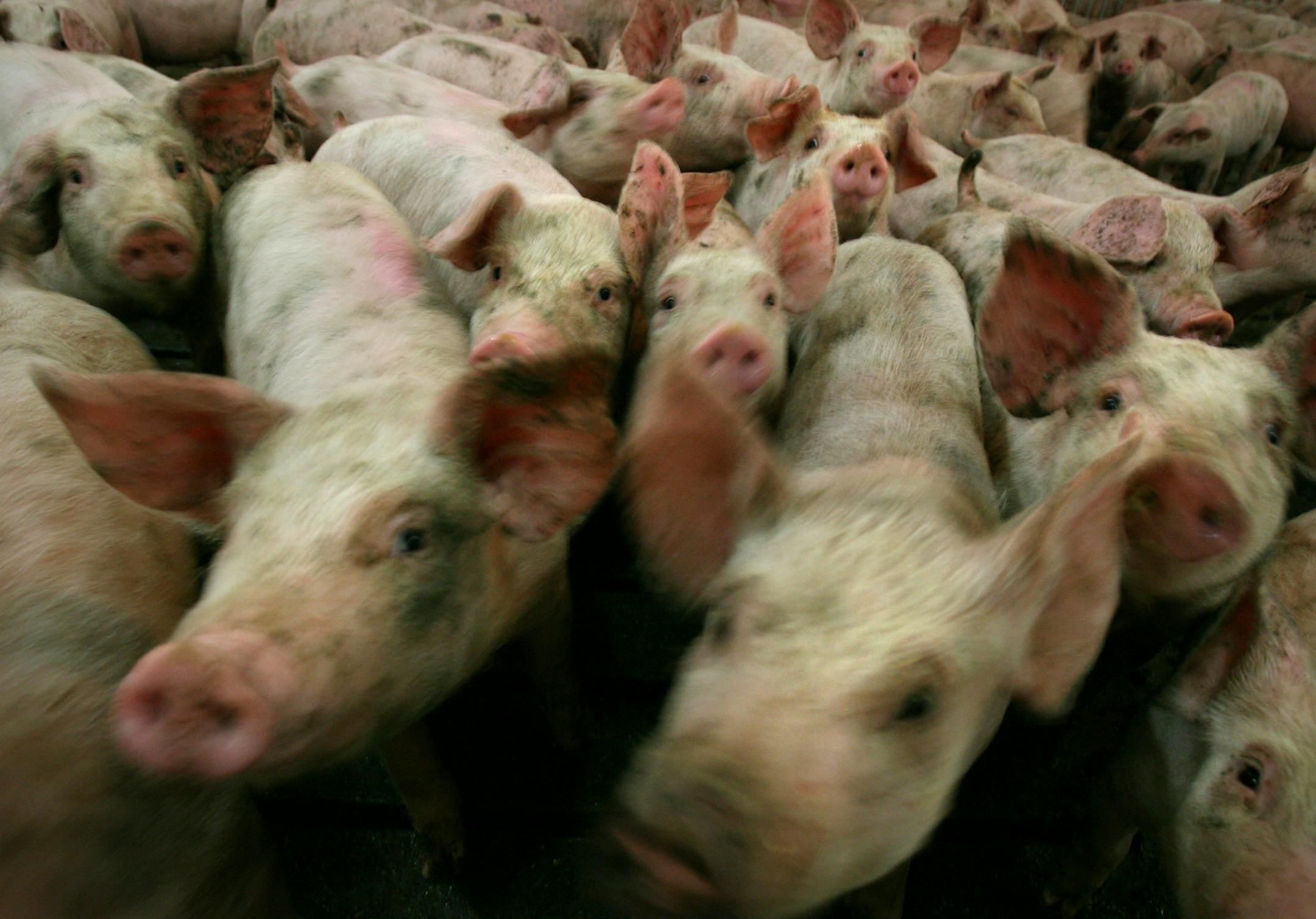 Farmers think more privacy will keep environmental and animal rights activists away from them - and their livestock. (Star Tribune file by David Joles)