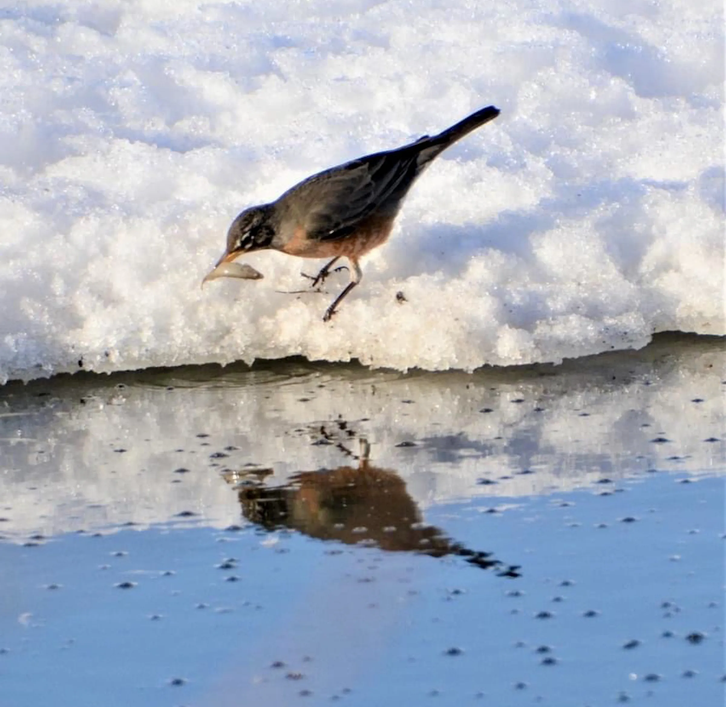 Robins eat more than worms. They also know how to fish