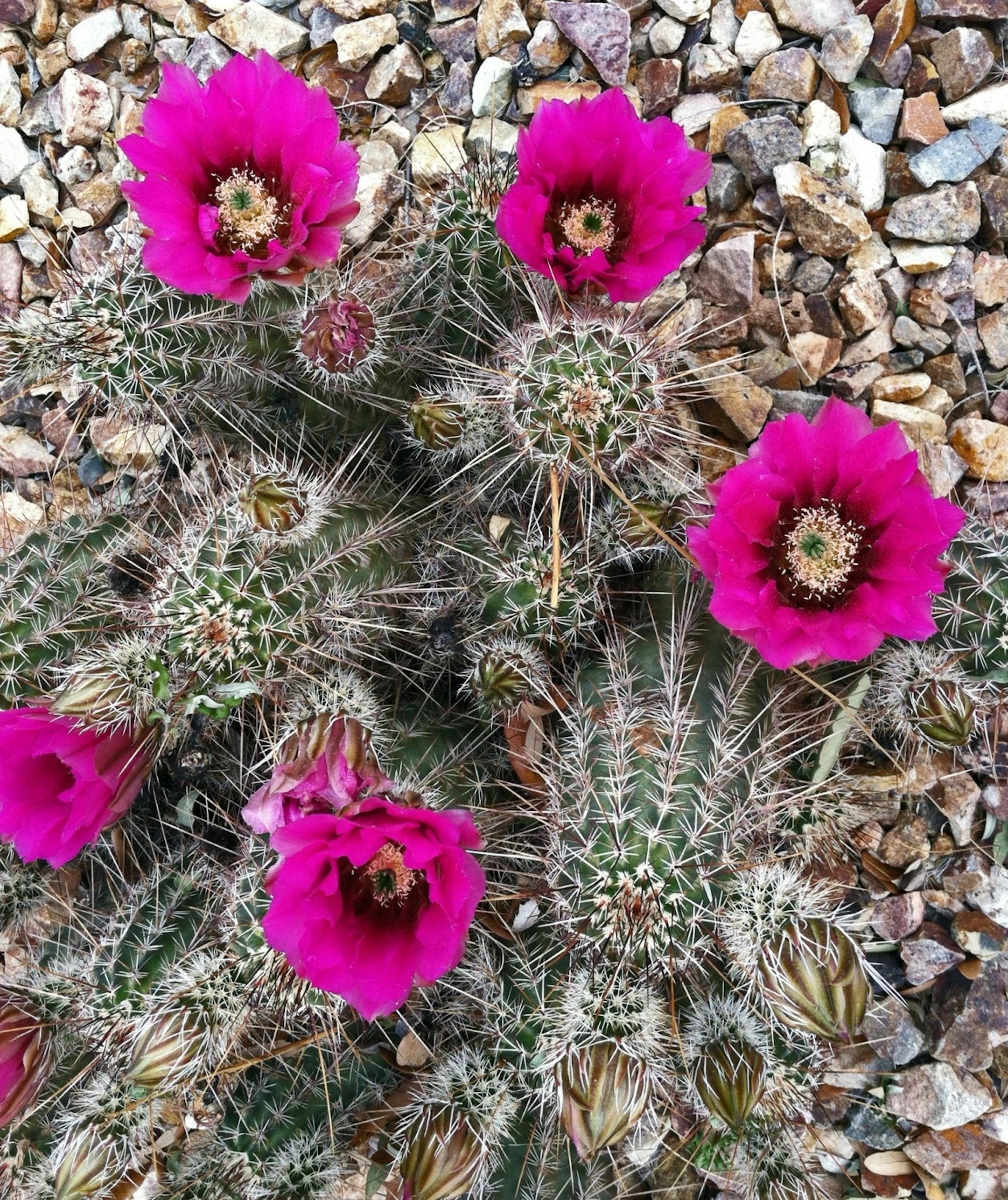 desert in bloom