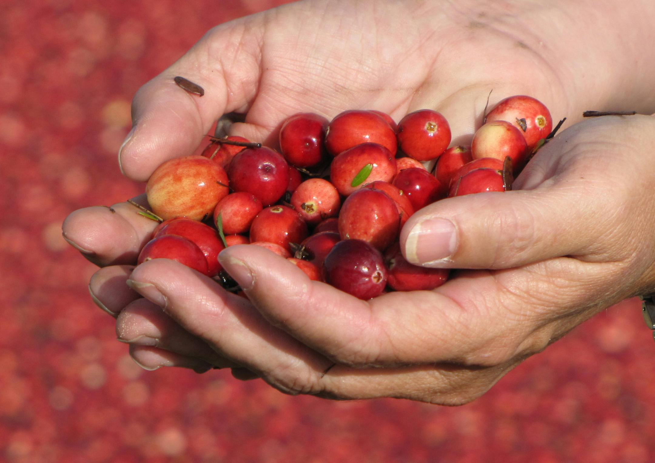 PHOTOS BY LISA MEYERS McCLINTICK A harvesting machine paddles through the beds of Cutler Cranberries, which has raised the tart fruit near Warrens, Wis., since the 1920s. Air pockets in the fruit allow it to float. Wisconsin grows more than half of America&#xed;s cranberry harvest. ORG XMIT: MIN1409221027294591