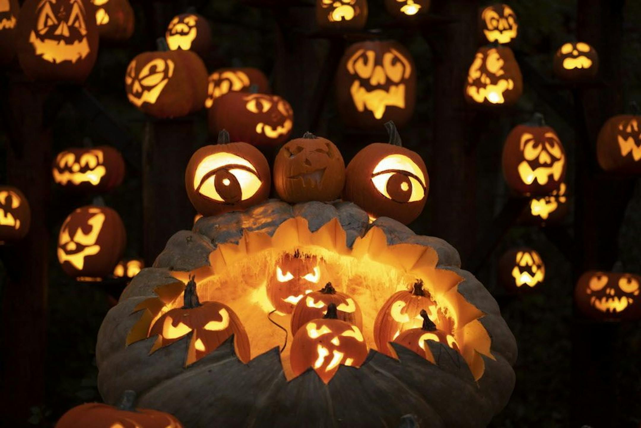A pumpkin-eating monster is one of the focal points of a giant display feature 100's of pumpkins along the trail.