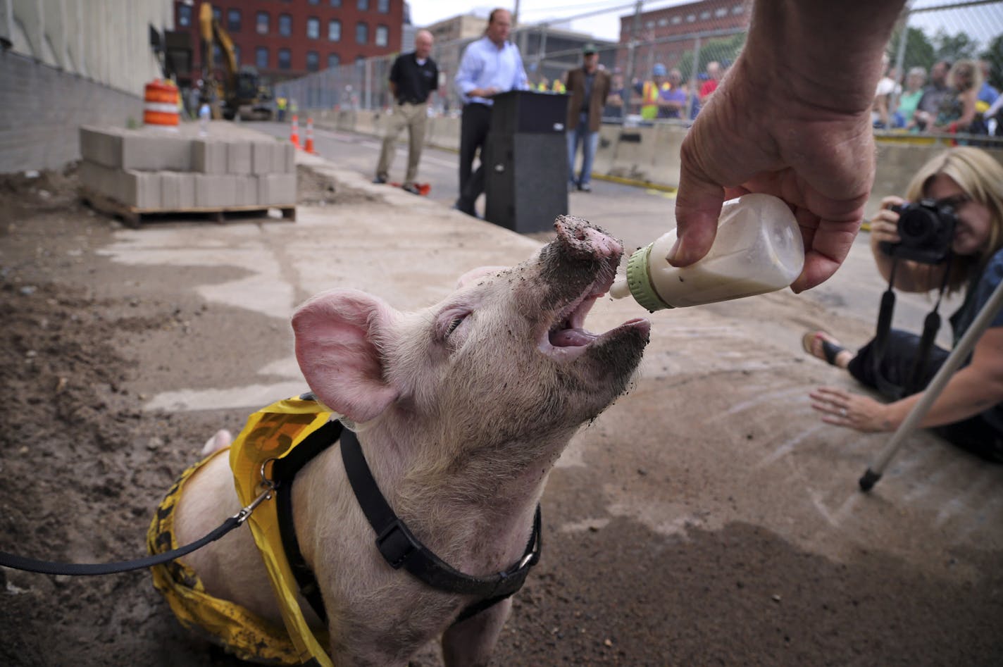 Mackleboar the St. Paul Saints pig enjoys a bottle of milk from owner Dennis Hauth during a press conference announcing the new St. Paul Saints Lowertown Ballpark where a part of the Diamond Products building was demolished Saturday, July 13, 2013, in St. Paul, MN.]( JOLES/STARTRIBUNE) djoles@startribune.com Mayor Chris Coleman and St. Paul Saints mascot Mudonna will lead the charge with baseball bat sledgehammers as crews start demolishing the Diamond Products building to make way for the Lower