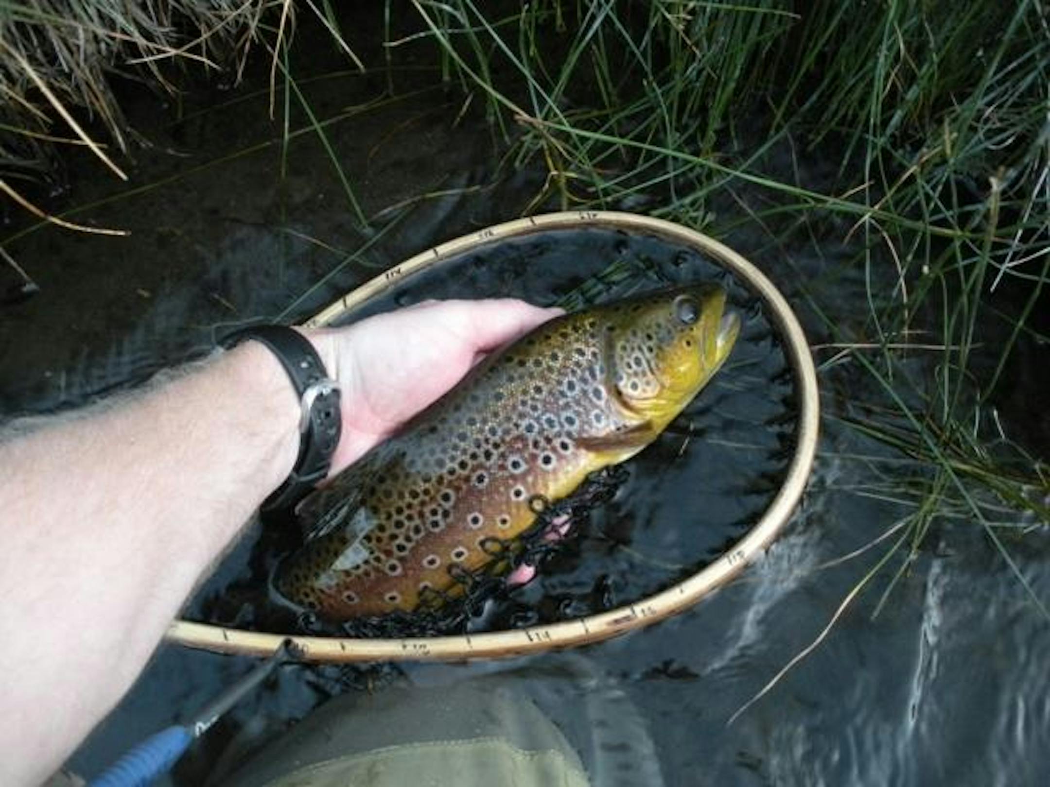 A nice Hot Creek brown trout