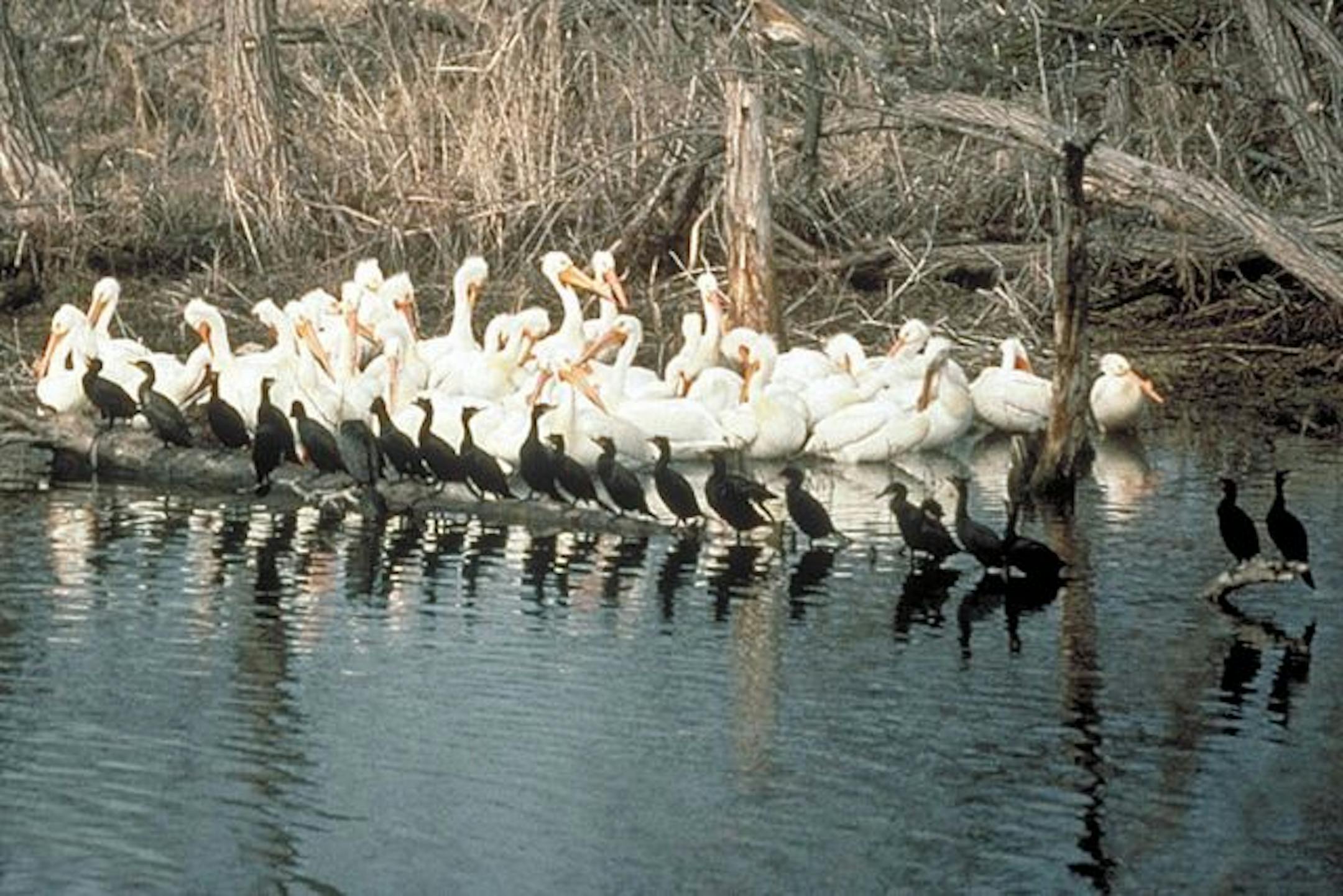 Lac qui Parle ("the lake that speaks") offers year-round opportunities to view waterfowl, including pelicans (the large white birds in the background) and cormorants (the smaller black birds in the foreground).