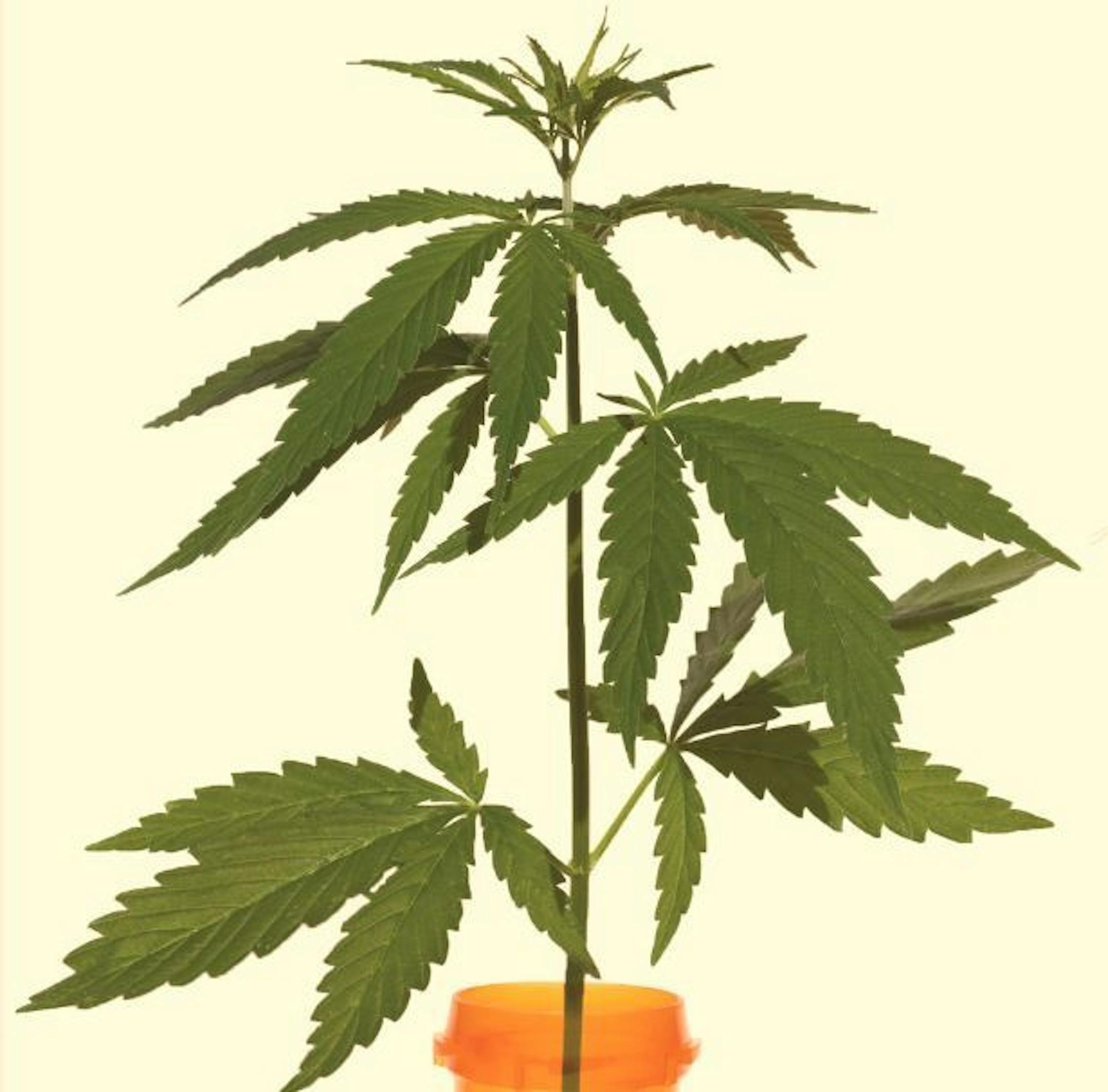 In the midst of an opioid crisis, some medical practitioners and researchers believe that greater use of marijuana for pain relief could result in fewer people using the highly addictive prescription painkillers.