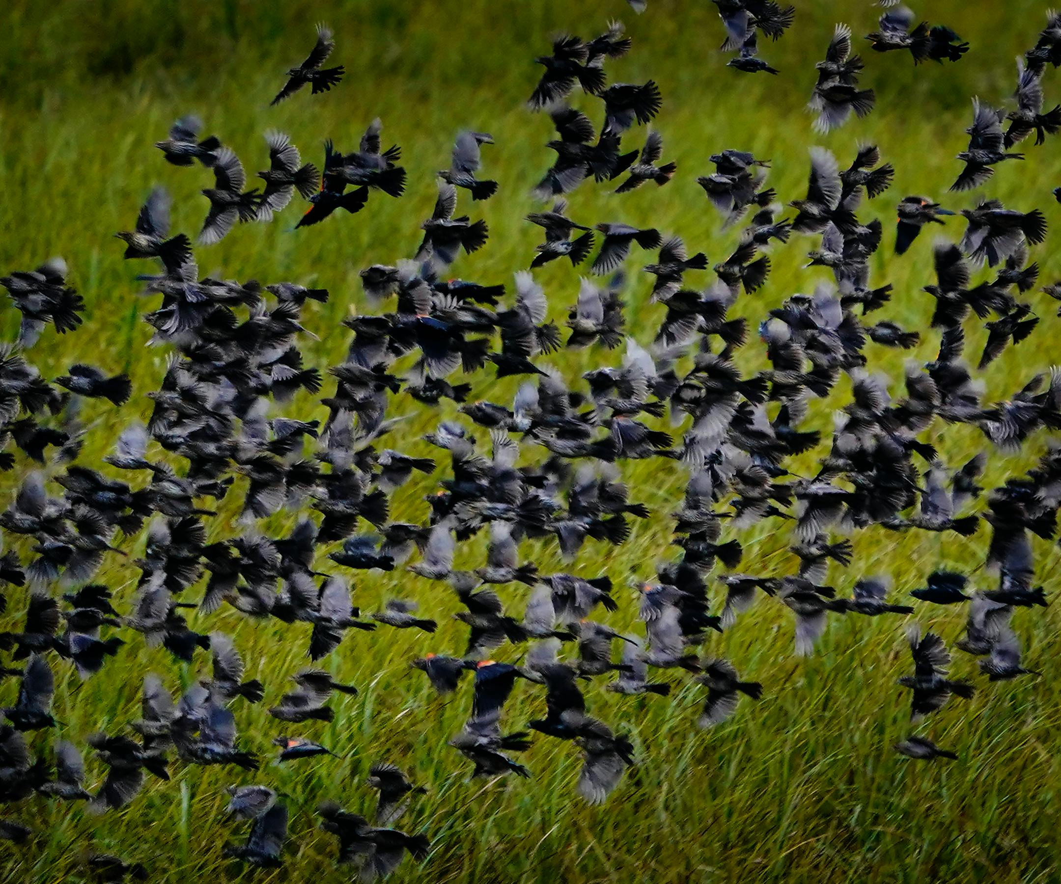 Red-winged blackbirds flew in a tight flock on the backwaters of the Minnesota River, seen from the Old Cedar Avenue BridgeThursday in Bloomington, MN. ]