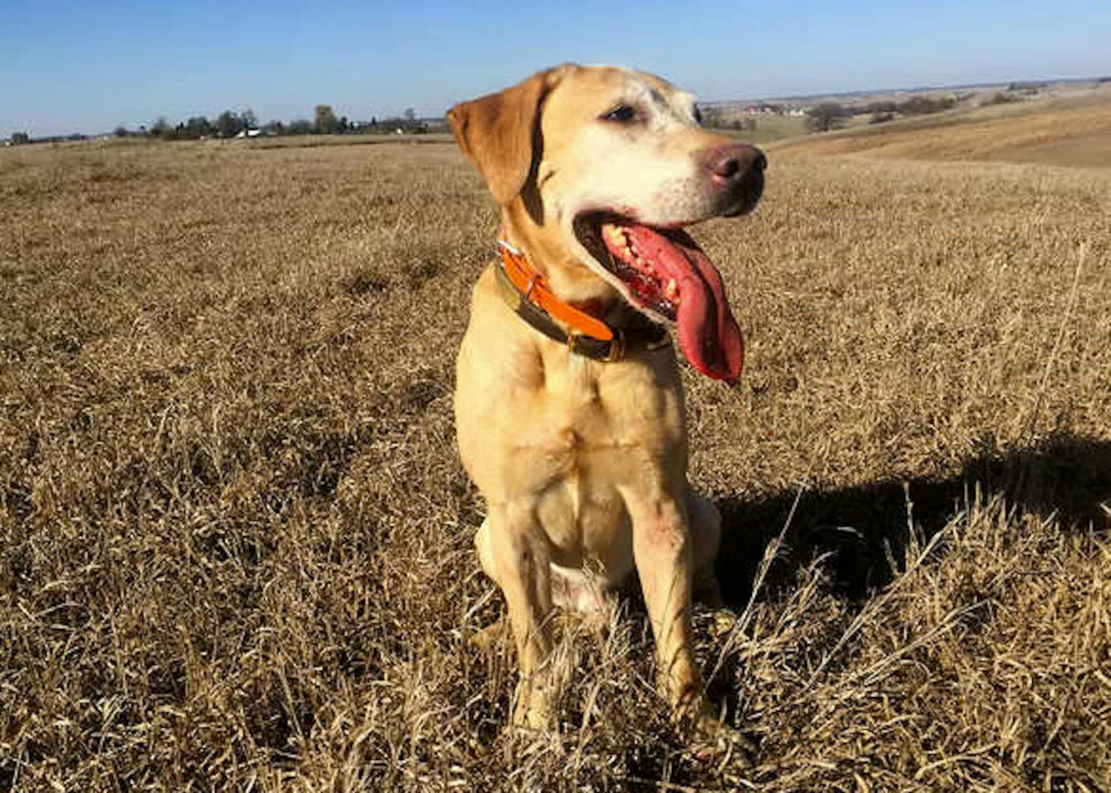 It was a relatively tough go for Albert and his owner, Tony Jones, in Iowa.