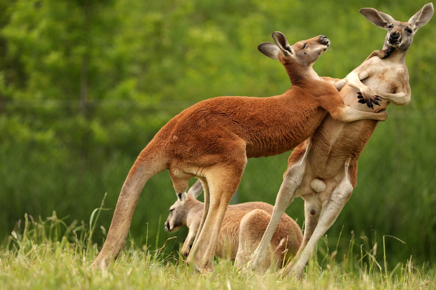 A pair of red kangaroos box with each other Friday at the Minnesota Zoo's newest exhibit "Kangaroo Crossing." ] ANTHONY SOUFFLE &#xef; anthony.souffle@startribune.com The Minnesota Zoo held a media preview prior to the opening of its much-anticipated summer exhibit, "Kangaroo Crossing," which allows guests to walk through an Australian-themed display with no barriers between them and Kangaroos, Wallabies and more, Friday, May 26, 2017 in Apple Valley, Minn.