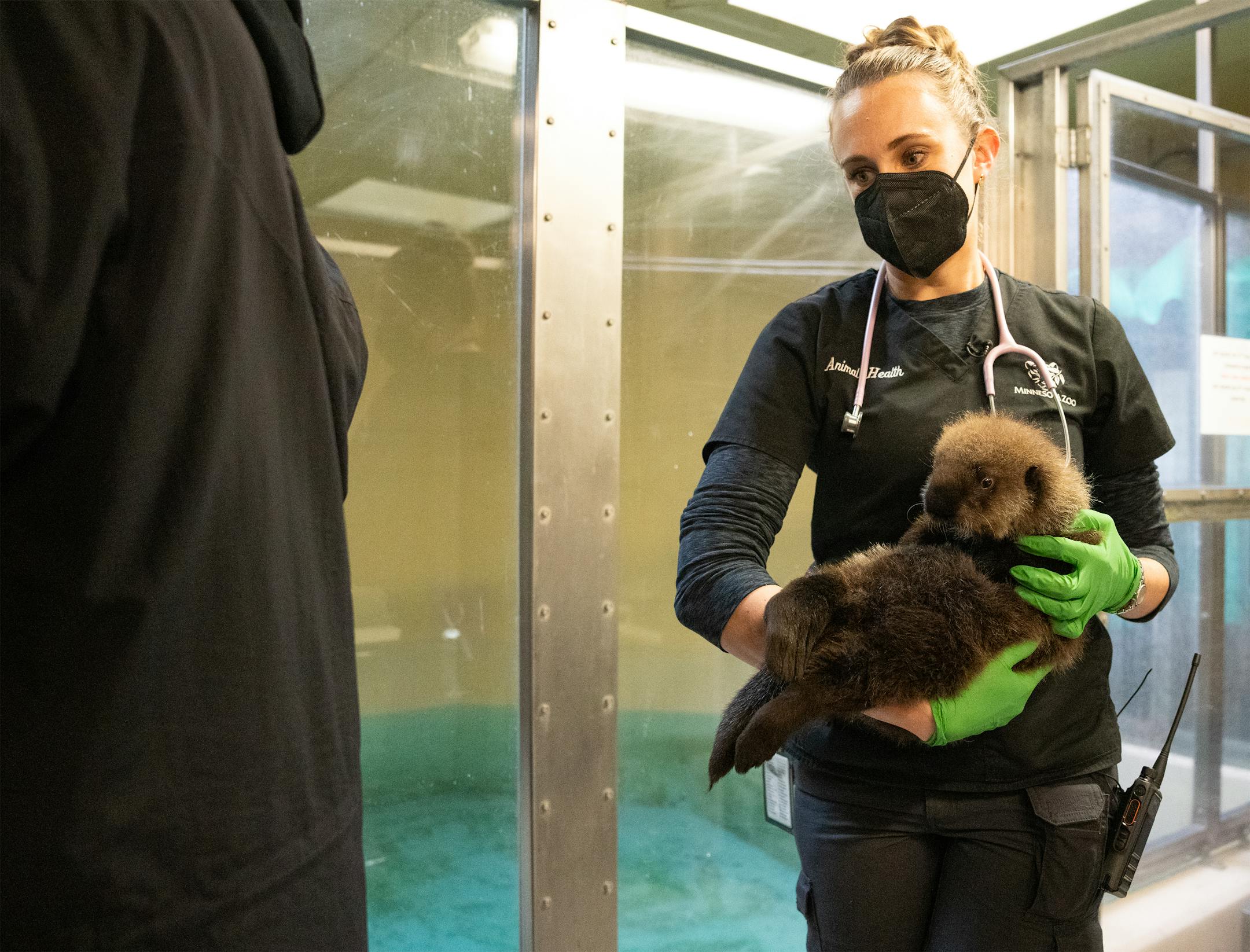 Dr. Annie Rivas carries Nuka the otter pup at the Minnesota Zoo in Apple Valley, Minn., on Wednesday, Oct. 25, 2023.