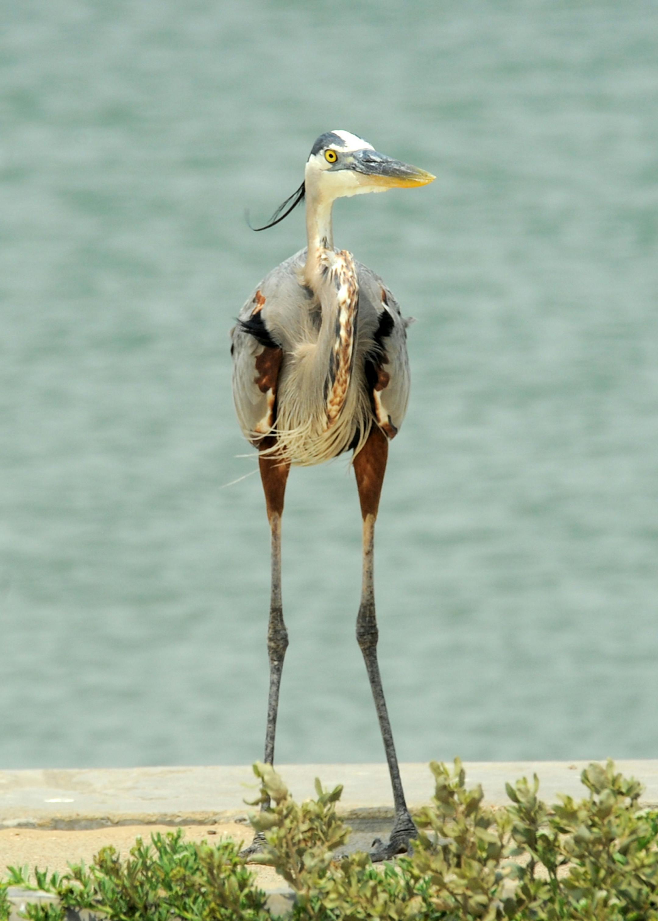 Great blue herons stalk along either fresh or salt water.