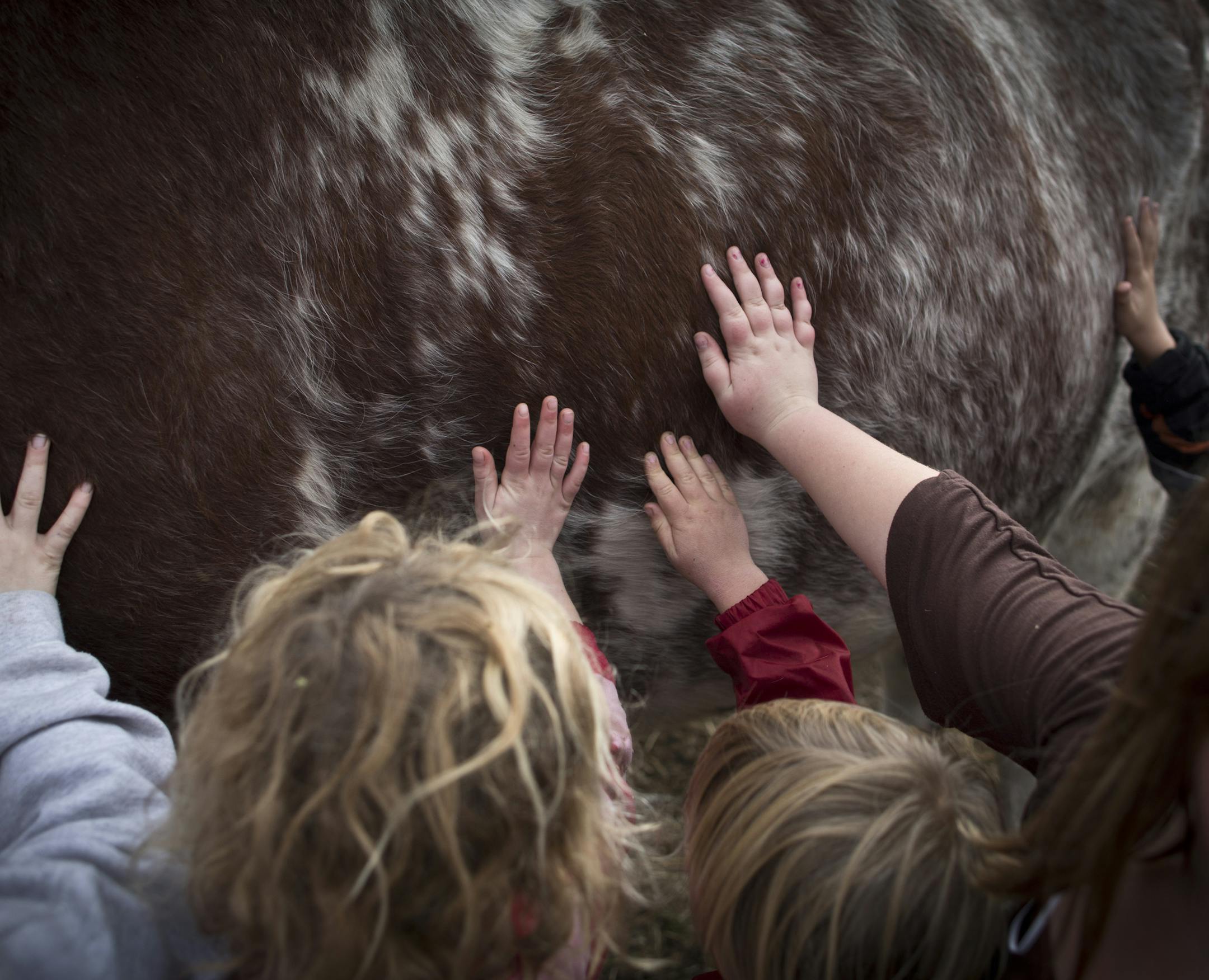 Children got to touch an oxen on the last day of the Harvest Days event at Oliver H. Kelley Farm in Elk River, Minn., on Friday, October 19, 2012. Guests were able to help Kelley Farm staff as they prepare the farm for winter including field work, making corn husk dolls and playing19th century games. ] (RENEE JONES SCHNEIDER • reneejones@startribune.com)