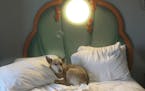 The author's dog, Annie Oakley Tater Tot, prepares for a snooze in a "Little Mermaid"-themed bed at Walt Disney World's Art of Animation resort in Flo