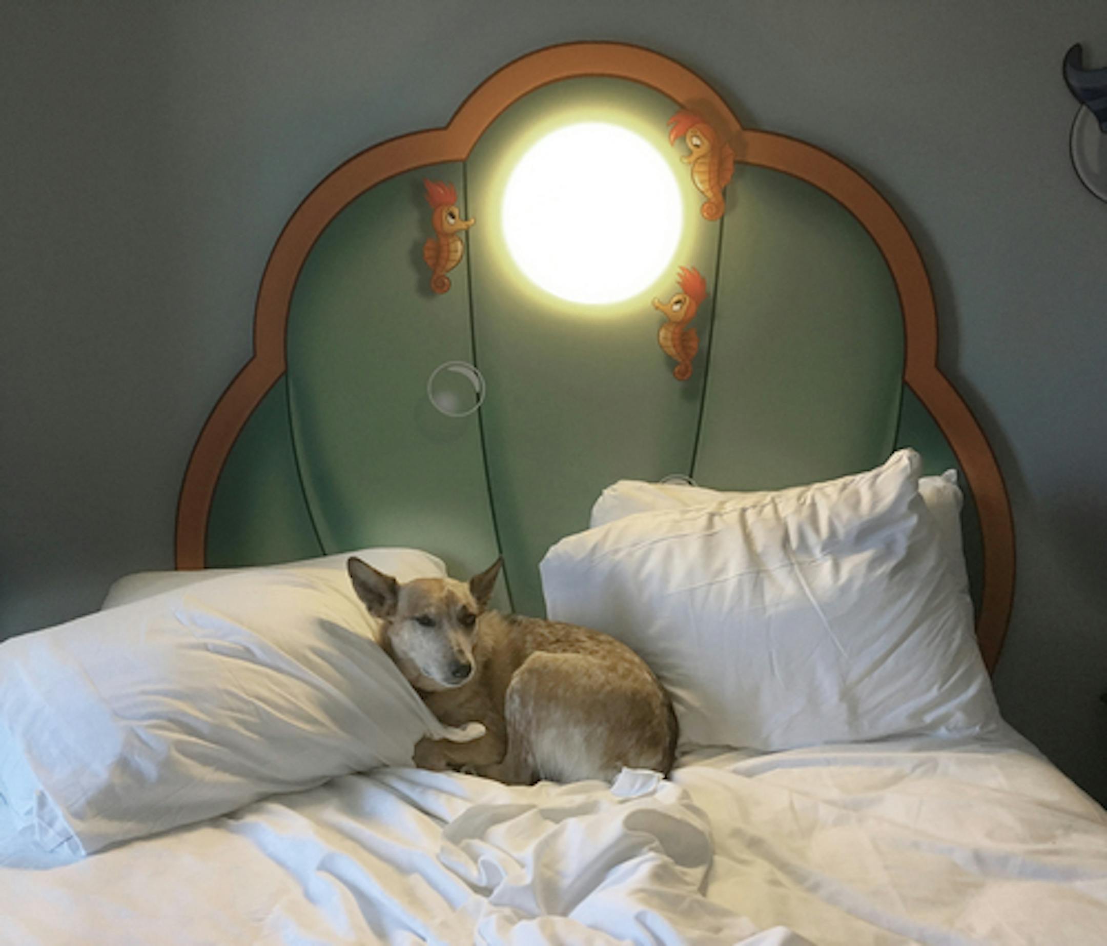 The author's dog, Annie Oakley Tater Tot, prepares for a snooze in a "Little Mermaid"-themed bed at Walt Disney World's Art of Animation resort in Florida. MUST CREDIT: Photo by Jen A. Miller for The Washington Post.