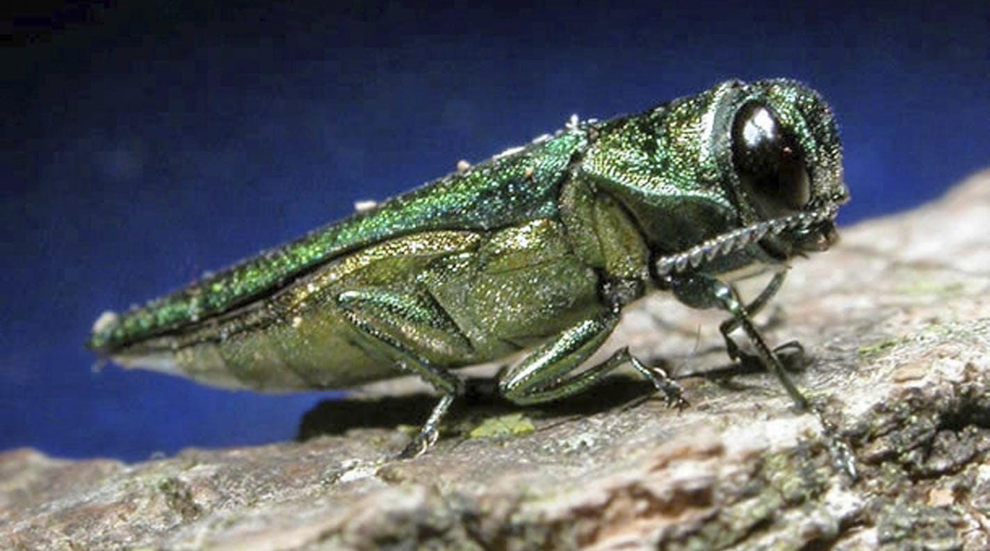 FILE - This undated file photo provided by the Minnesota Department of Natural Resources shows an adult emerald ash borer. The insect that could threaten one of South Dakota's most populous tree species moved even closer to the state in the past year. The emerald ash borer last year was found in Union County in southwestern Iowa, as well as in Boulder, Colo. South Dakota State University forestry expert John Ball said he thinks the Asian beetle will be found in South Dakota within five years. (A