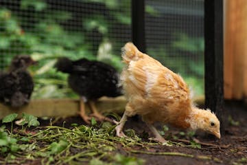 Faye the chicken ran around Bill Eddins and Jennifer Gerth's chicken run he built in their backyard, taken in June 2020 in Minneapolis.