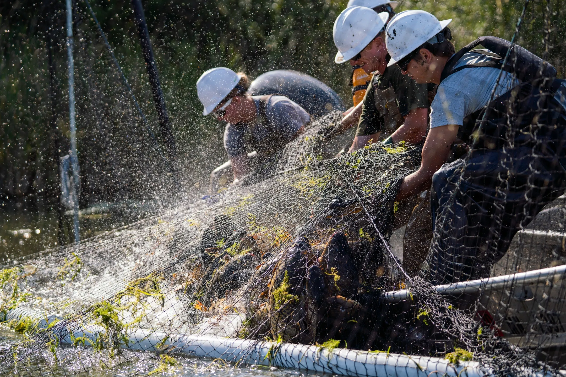 Crews removing thousands of invasive carp from Lake Minnetonka headwaters