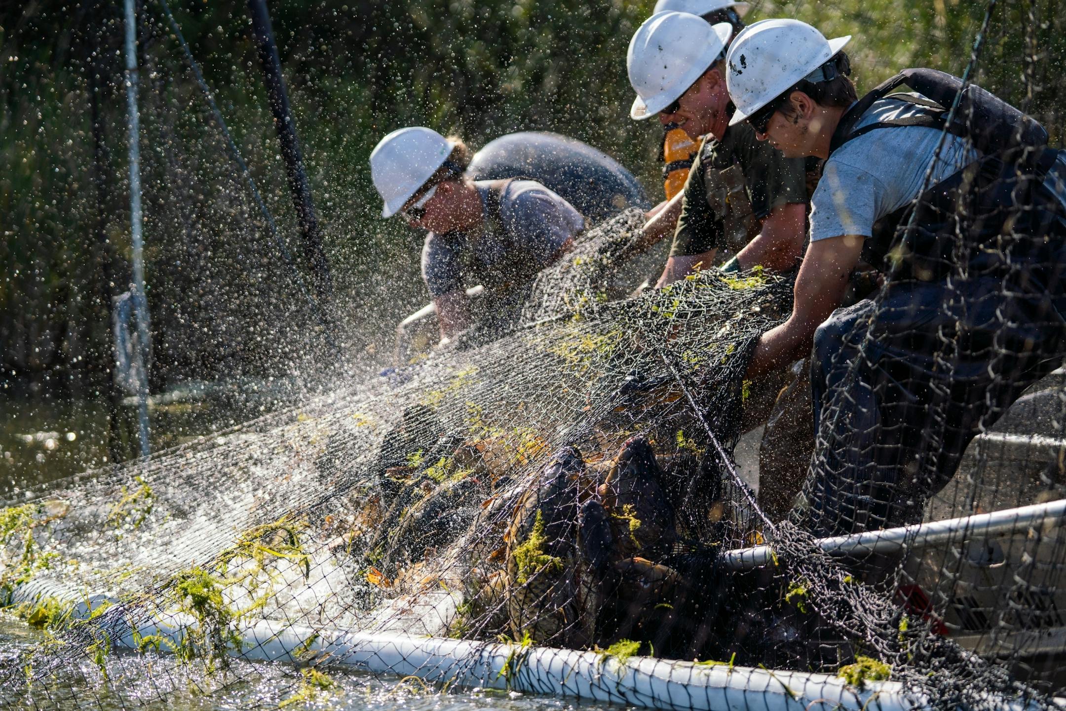 Carp Solutions workers funnel invasive carp caught in a trap toward their boat for collection.