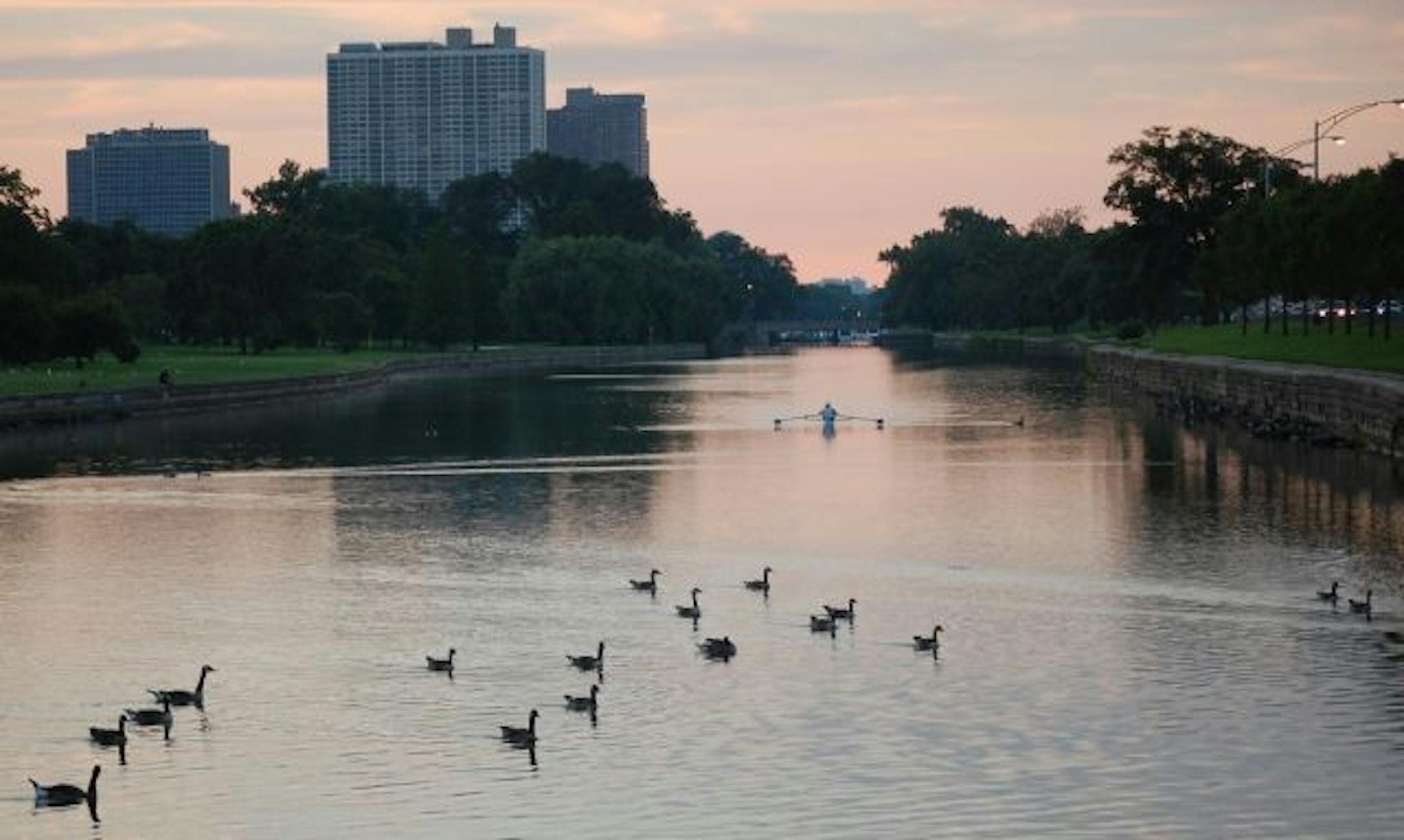A rower pulls herself through Lincoln Park's lagoon just west of the cars whizzing by on Chicago's Lake Shore Drive.