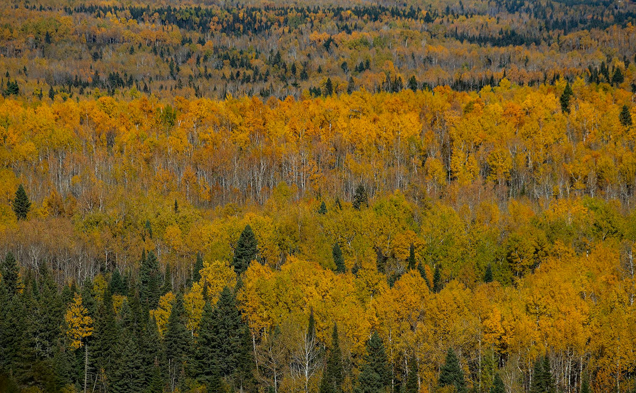 Peak foliage could be seen stretching out for miles from the top of a ridge in Tettegouche State Park in October 2019.