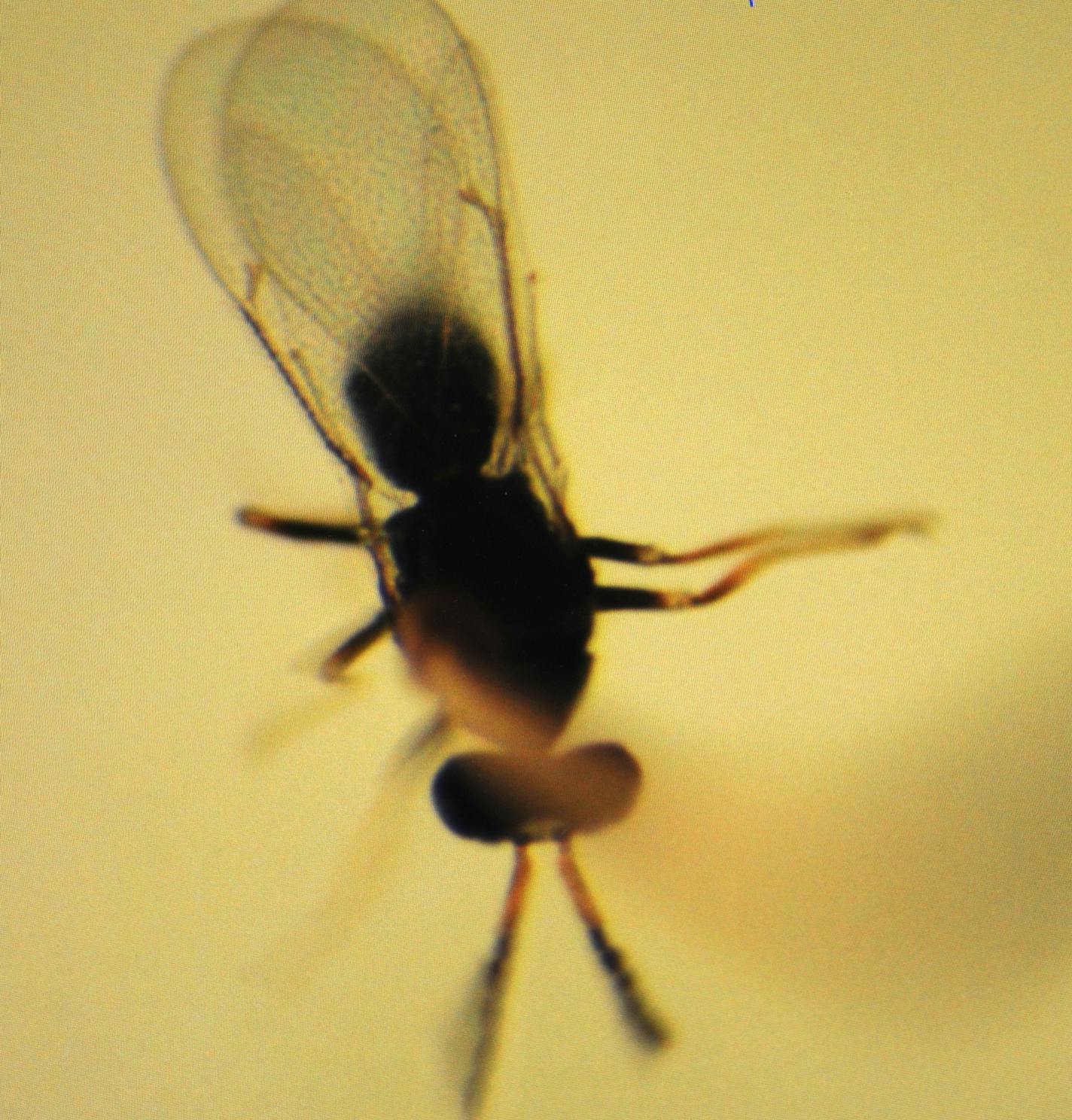 Stingless wasp research holds promise in the fight against the EAB , emerald ash borer. researchers are working in U of M labs with a number of the wasps measuring how far they can fly. They have glued the wasps to a copper wire and measured the flight and have found that the wasp can fly up to 5 miles a day. This is a microscopic view of one of the stingless wasps whose flight distance is being measured] Richard.Sennott@startribune.com Richard Sennott/Star Tribune. , St Paul Minn. Tuesday 11/27