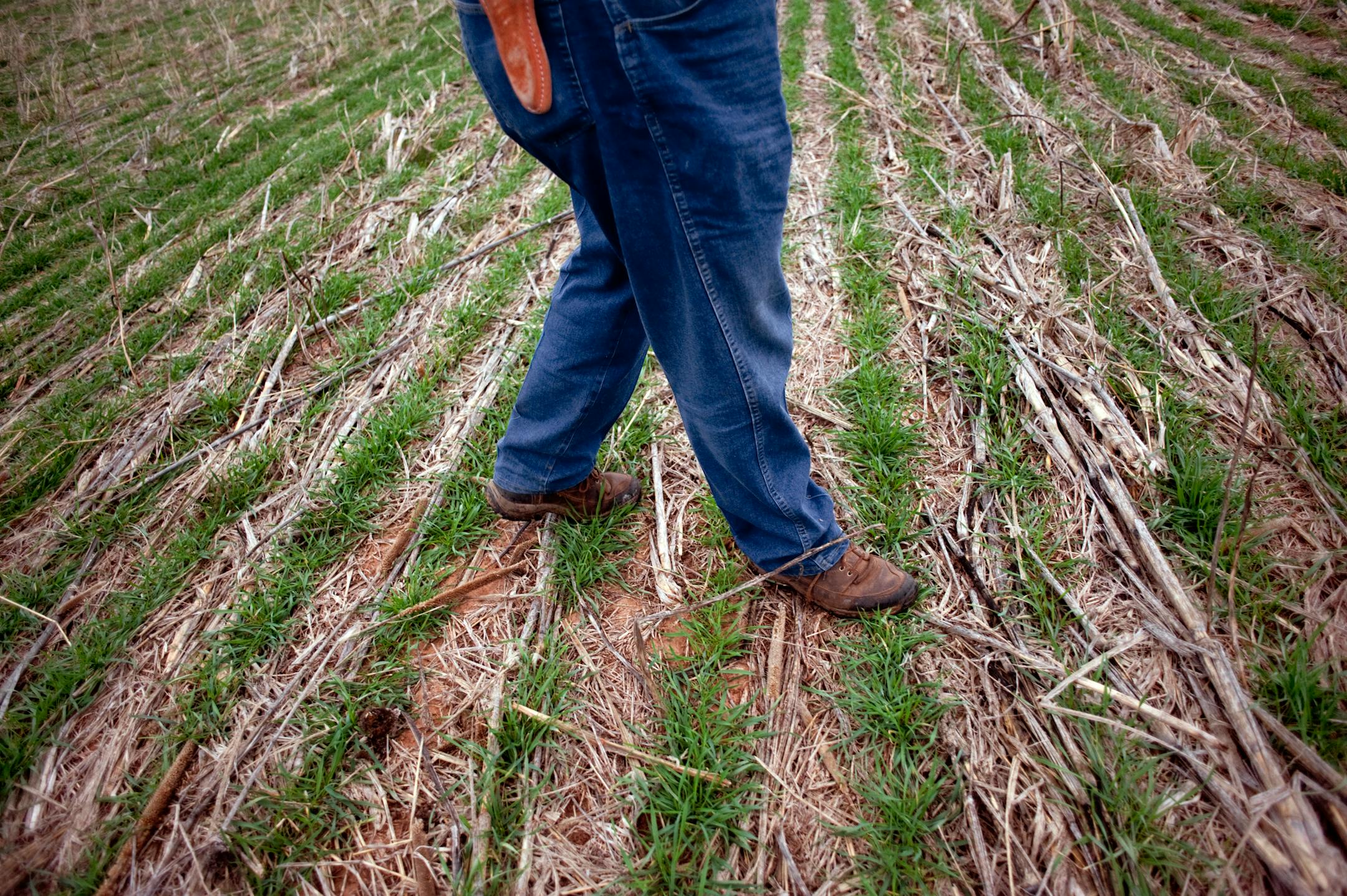 Before the cold snap, spring wheat was growing well ahead of the five-year average, with 93% of the state's crop emerged.