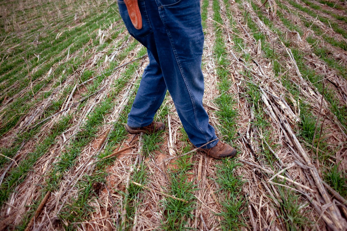 Before the cold snap, spring wheat was growing well ahead of the five-year average, with 93% of the state's crop emerged.