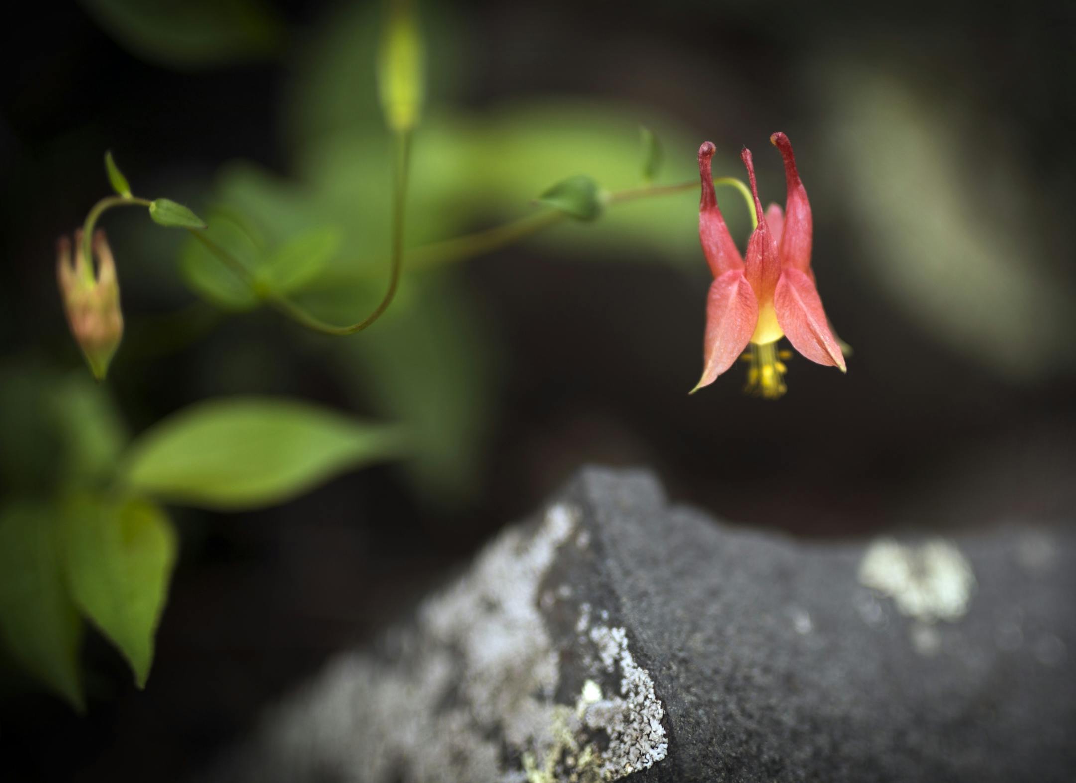 Day-2, Columbine is a spring perennial and usually one of the first to bloom each spring.