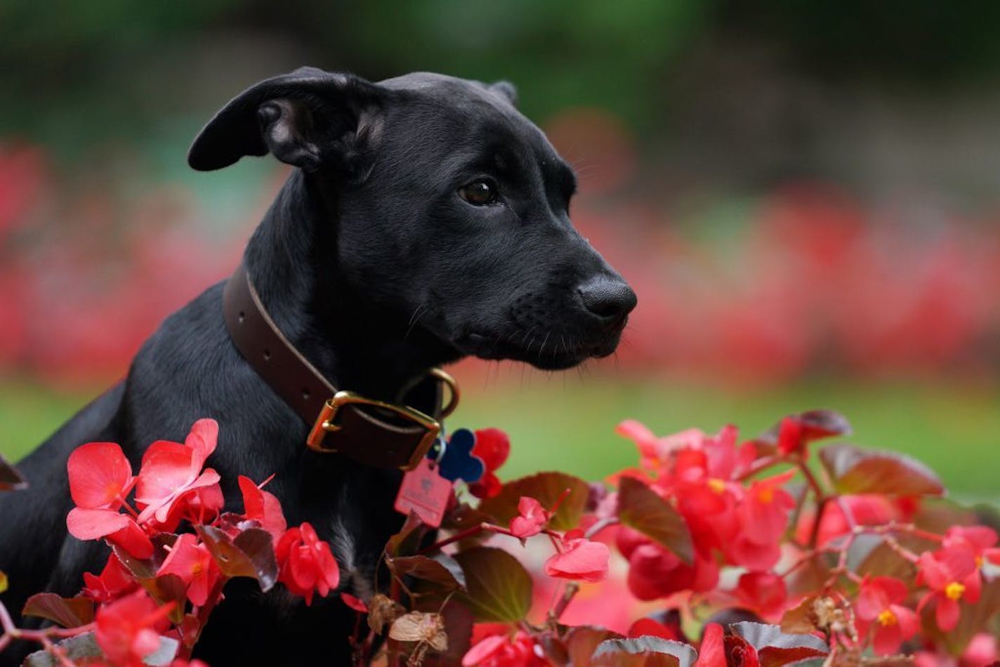 Scout, a 3-month-old Labrador Retriever the Walz family adopted, played in the flowers during a press conference to announce the family's newest addition at the residence Thursday afternoon.