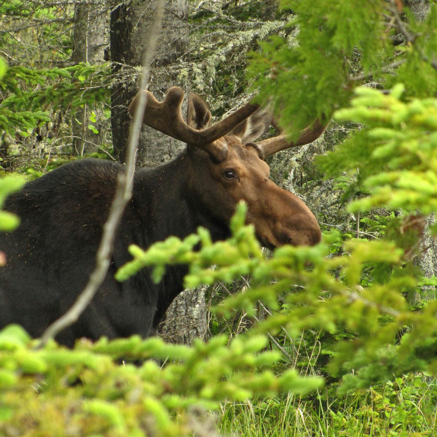 Isle Royale National Park draws intrepid travelers. The lucky ones spot moose; there are about 1,200 of the giants on the island.