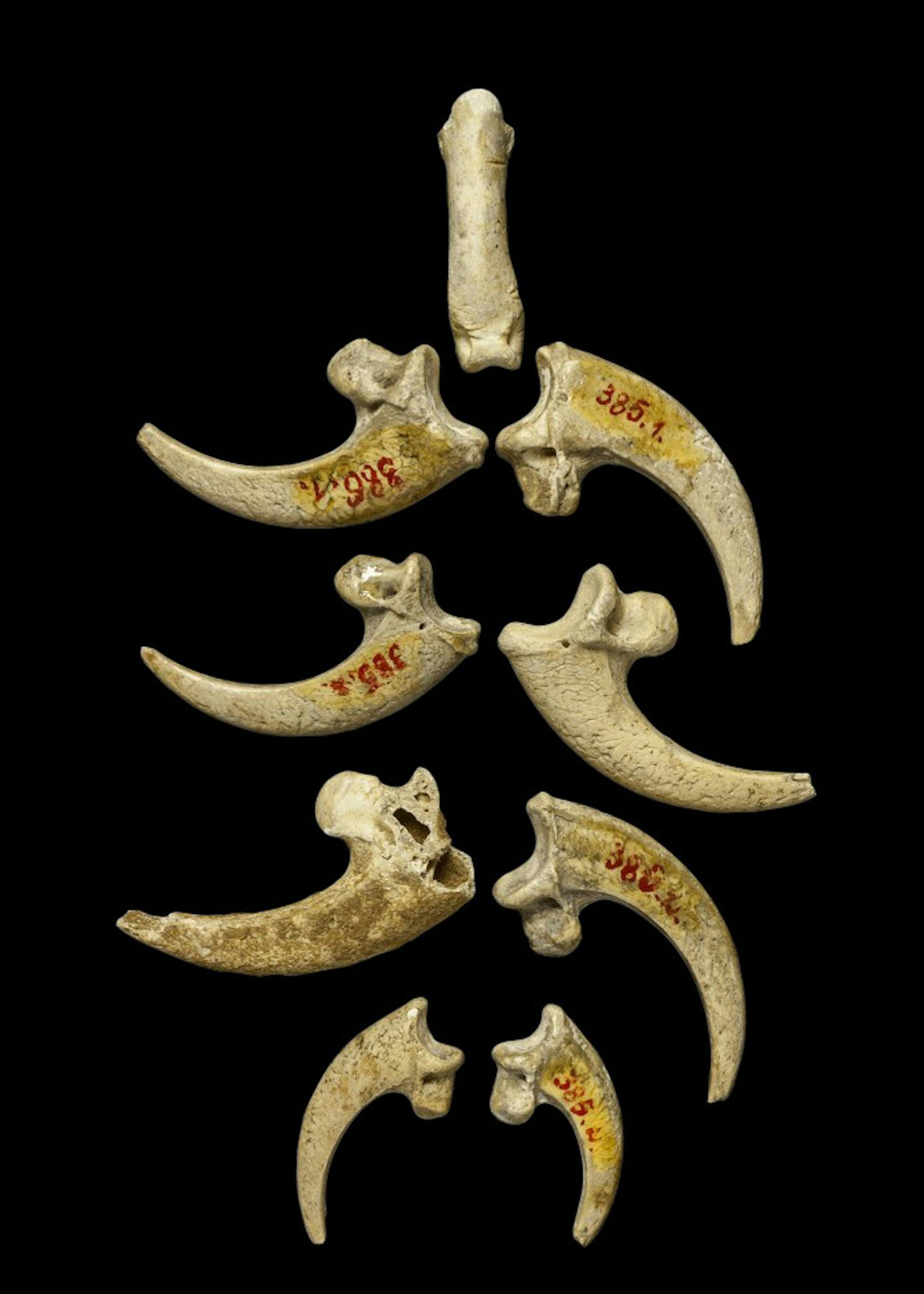 Eagle talons arranged as they might have looked on a necklace. A discovery suggests Neanderthals might have created jewelry without the influence of the modern humans who take credit for the art. Illustrates NEANDERTHALS (category i), by Rachel Feltman (c) 2015, The Washington Post. Moved Wednesday, March 11, 2015. (MUST CREDIT: Luka Mjeda.)