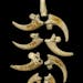 Eagle talons arranged as they might have looked on a necklace. A discovery suggests Neanderthals might have created jewelry without the influence of t