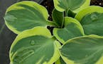 Hostas are one of the world's most popular shade plants.