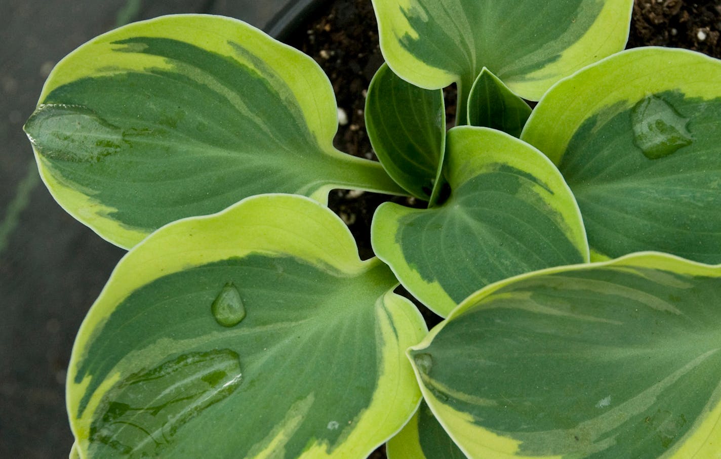 Hostas are one of the world's most popular shade plants.