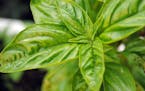 Basil goes from bust to boom