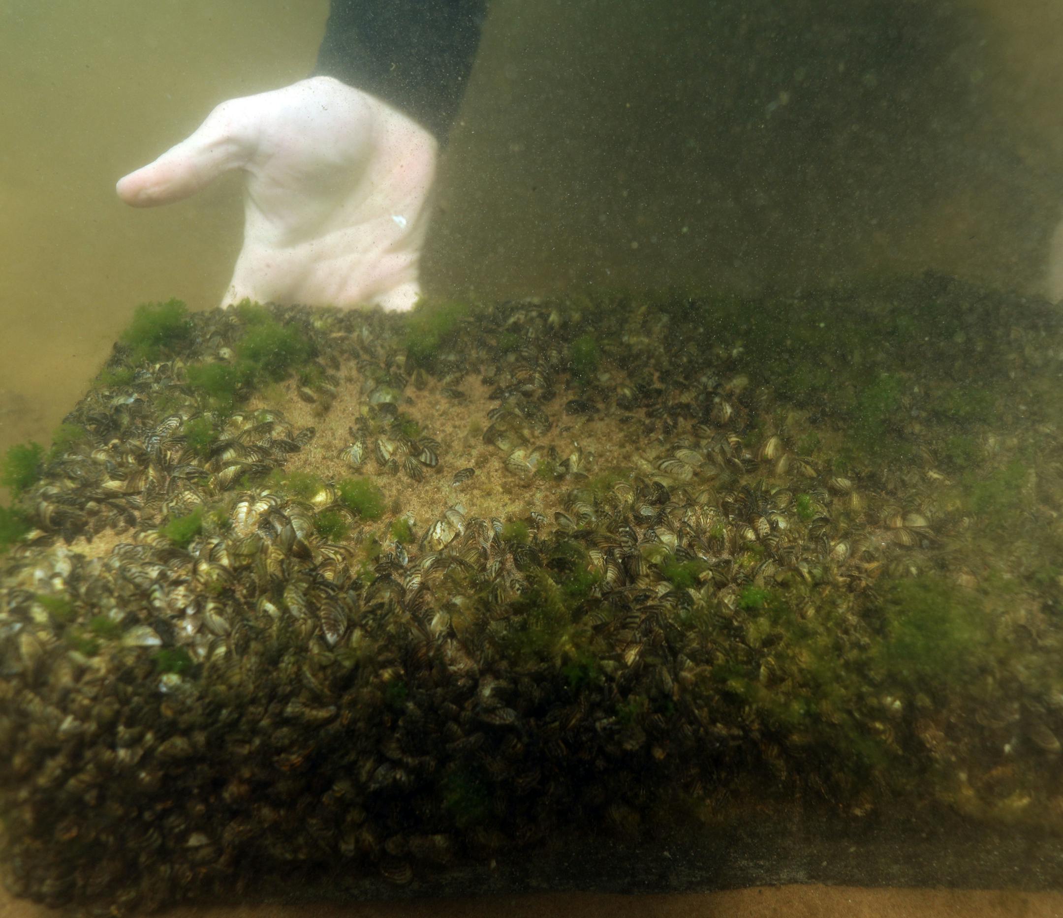 Keegan Lund, an aquatic invasive species specialist with the Minnesota Department of Natural Resources, showed off a concrete block covered in zebra mussels he found while scuba diving at the bottom of White Bear Lake. A new DNR study examines the impacts the zebra mussels are having on the state's biggest walleye lakes. ANTHONY SOUFFLE ï anthony.souffle@startribune.com