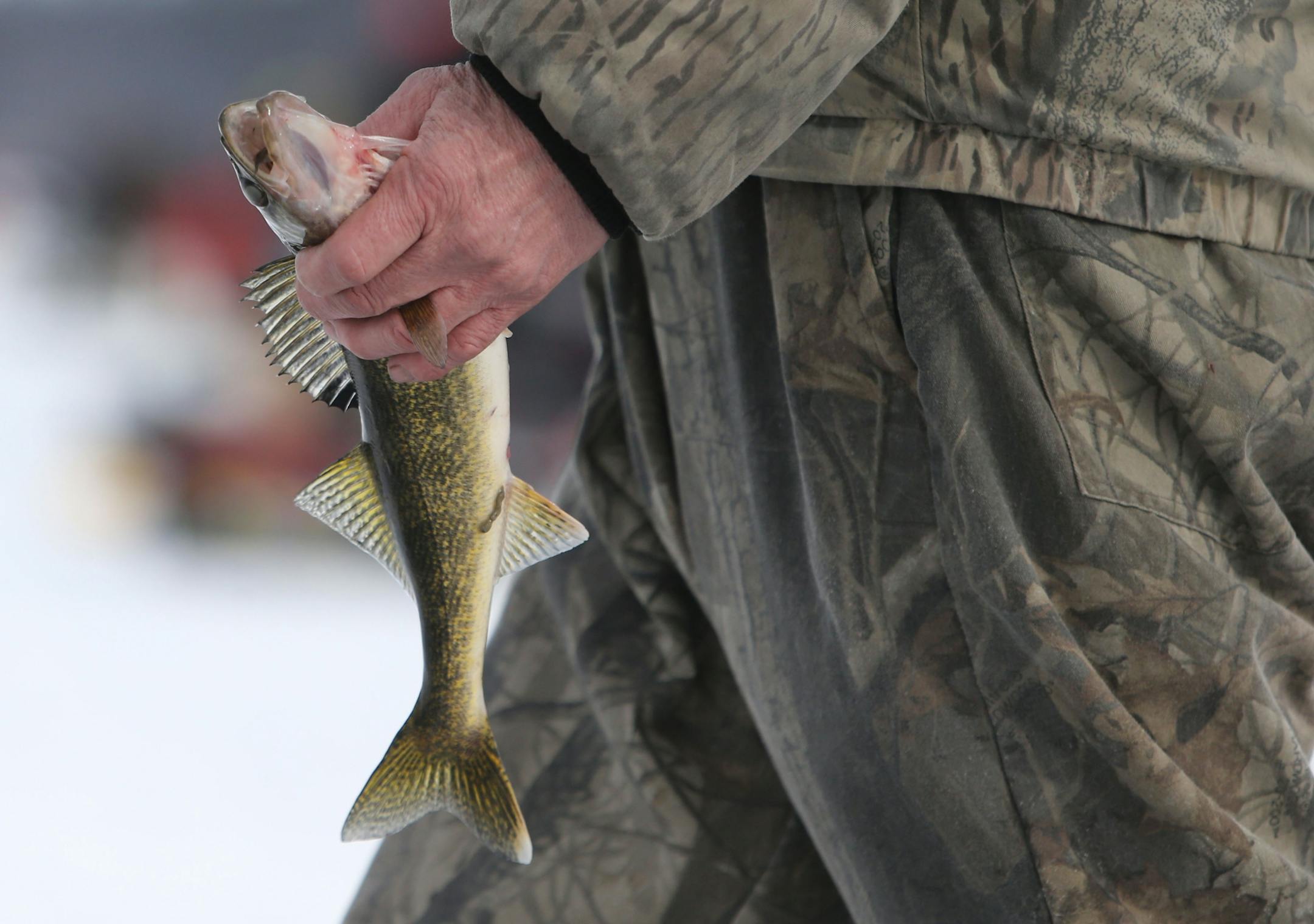 An ice fisherman heads to the fish registration tent with a walley on Hole in the Day Bay of Gull Lake during the Ice Fishing Extravaganza Saturday, Feb. 6, 2016, in Brainerd, MN.