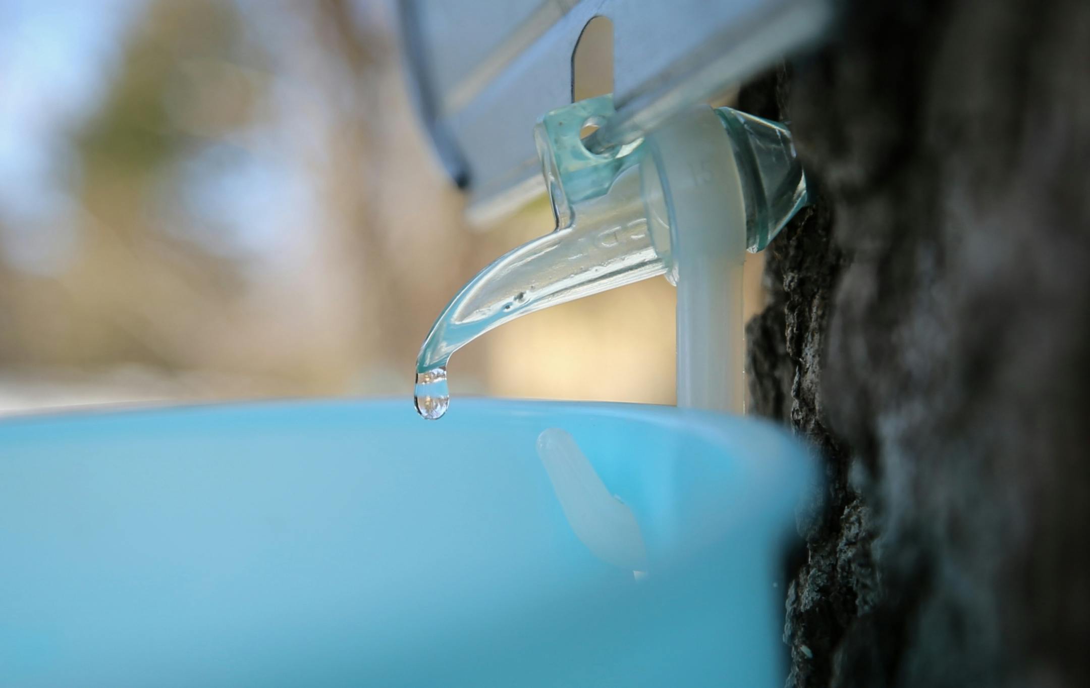 Sap dripped into a bucket from a tap in a maple tree. Several methods of collecting sap are used at the Minnesota Landscape Arboretum, including buckets and bags.