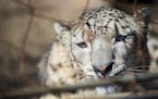 Moutig, a male snow leopard from France, in his zoo enclosure at the Como Zoo on Tuesday, March 21, 2017, in St. Paul, Minn. ] RENEE JONES SCHNEIDER &