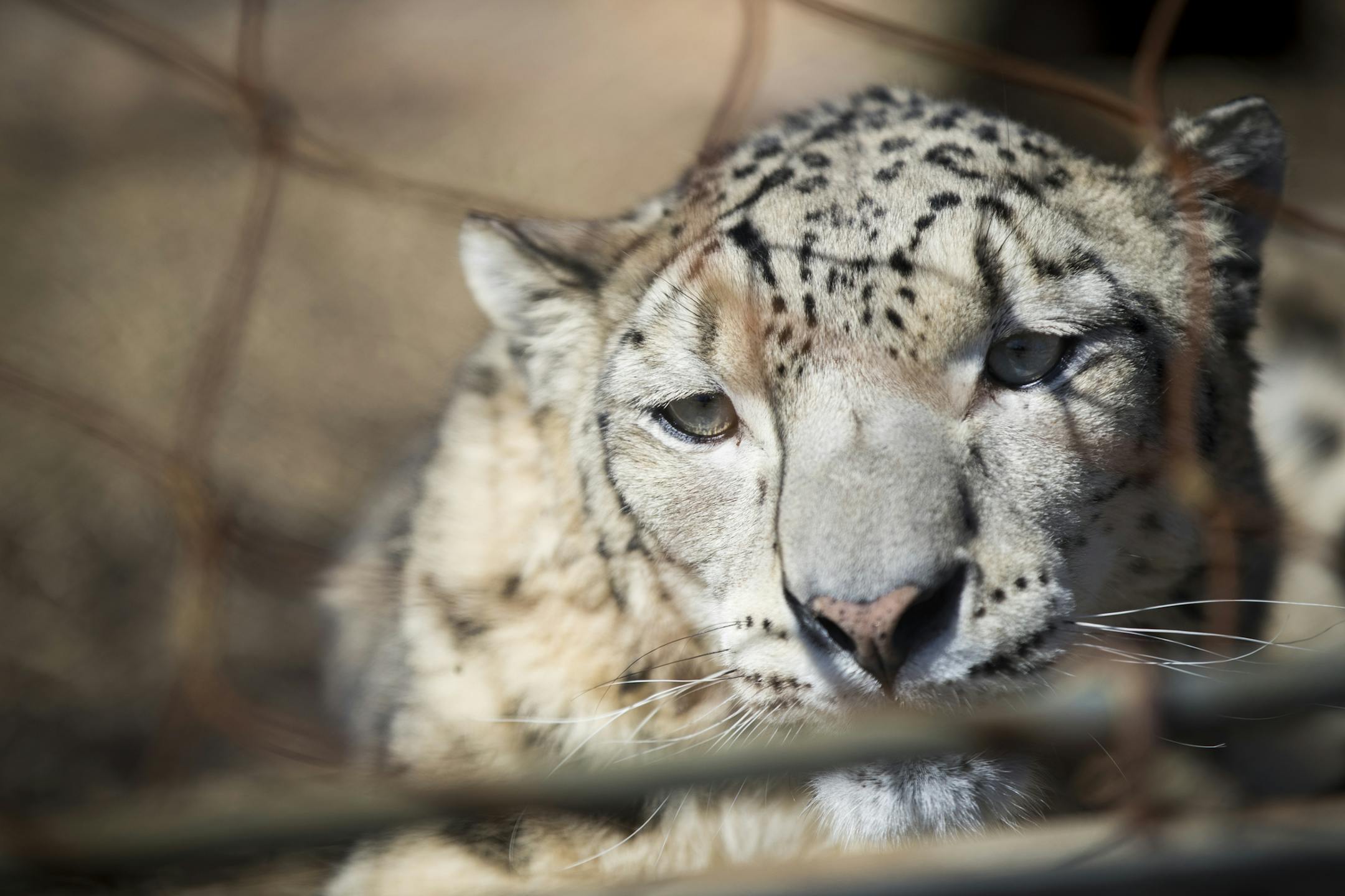 Moutig, a male snow leopard from France, in his zoo enclosure at the Como Zoo on Tuesday, March 21, 2017, in St. Paul, Minn. ] RENEE JONES SCHNEIDER ï renee.jones@startribune.com