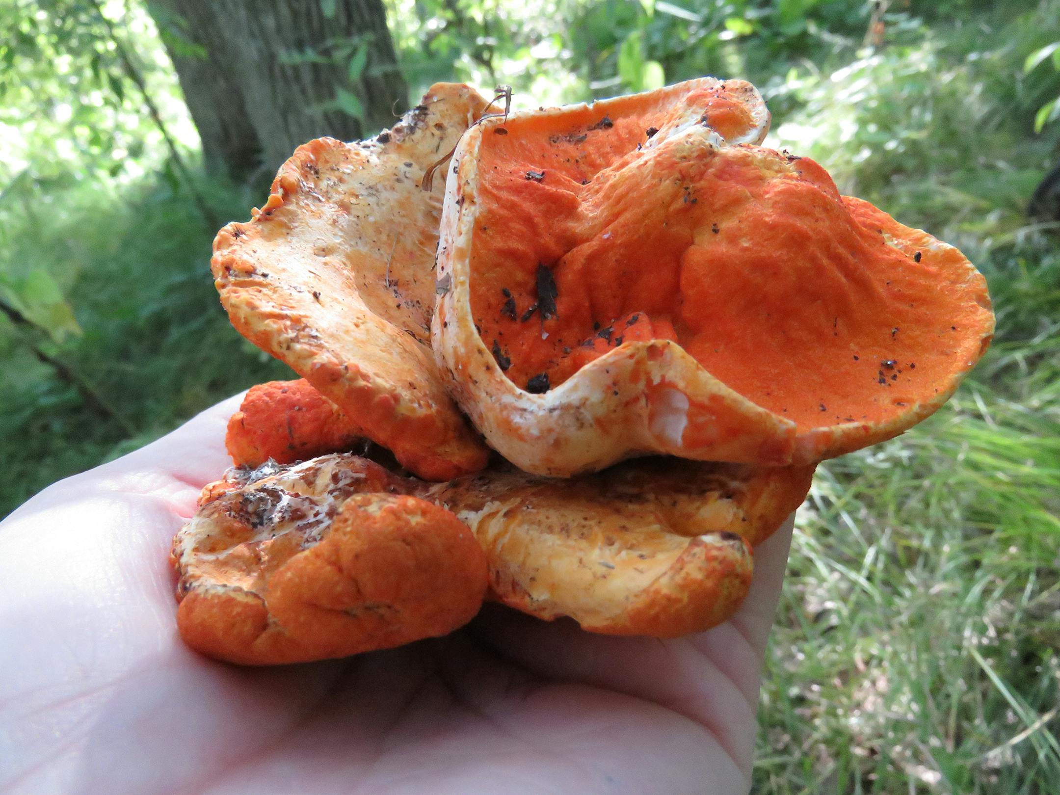 Lobster mushroom