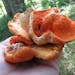 Lobster mushroom