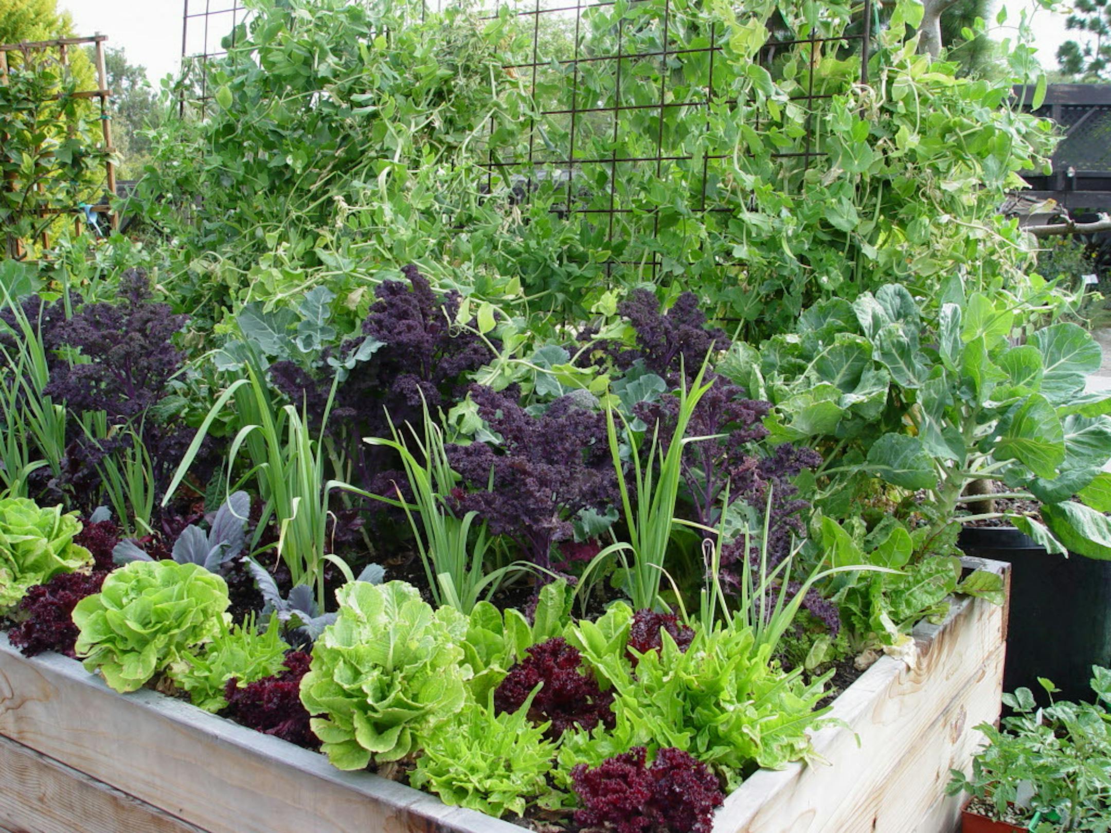When raised beds are planted densely with annual vegetables, each season removes some of the fertility. (Handout/TNS) ORG XMIT: 1181790